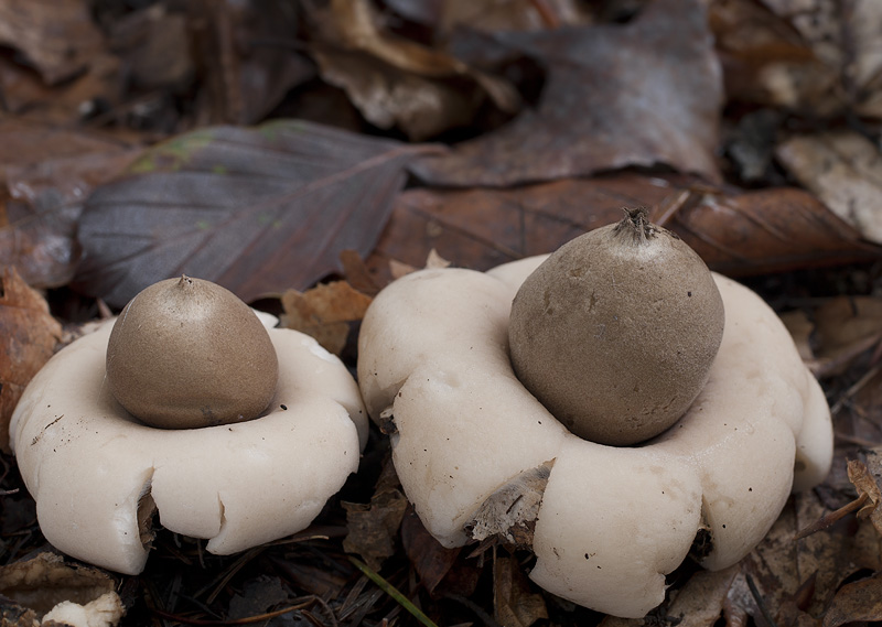 Geastrum fimbriatum